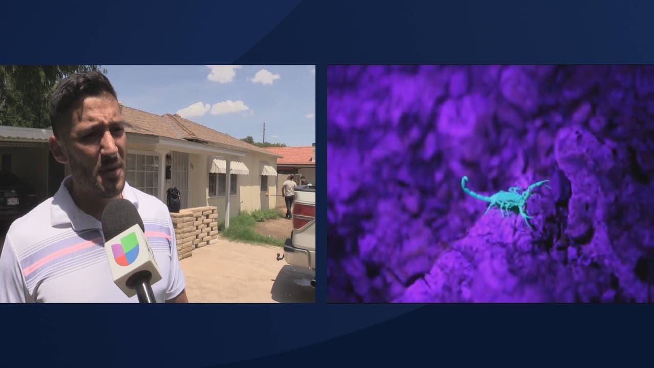 El señor Cristian, es residente de Phoenix y no dudó contratar a los fumigadores profesionales luego de descubrir nidos de insectos en su propiedad. “Vimos también escorpiones y termitas, y pues le hablé… pero también salió el pasto y aparecieron los insectos y atrae a los escorpiones”, explica Cristian, residente de Phoenix. 
<br>
<br> 
<br>
