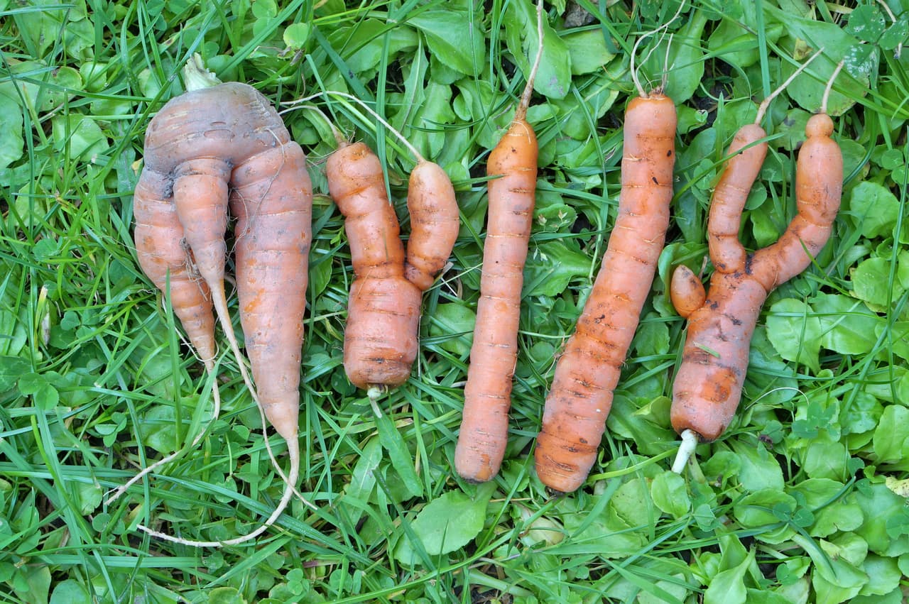 4. Evita el desperdicio de comida, sé más ordenado al comprar y no descartes las frutas o vegetales que lucen imperfectos. Prefiere los productos de estación y aprende a leer las expiraciones (para no botar comida que aún esté en buen estado. Comparte lo que te sobre con otros.