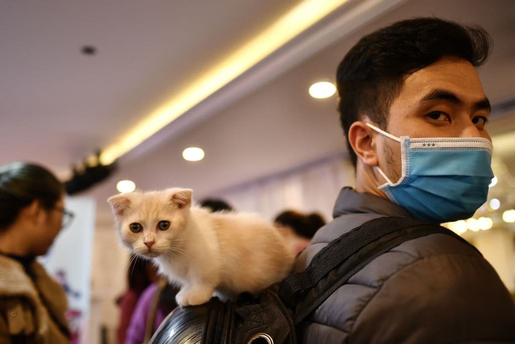 ¿Buscas pareja? Esto reveló un estudio sobre los hombres que posaron con un gato en una app para citas