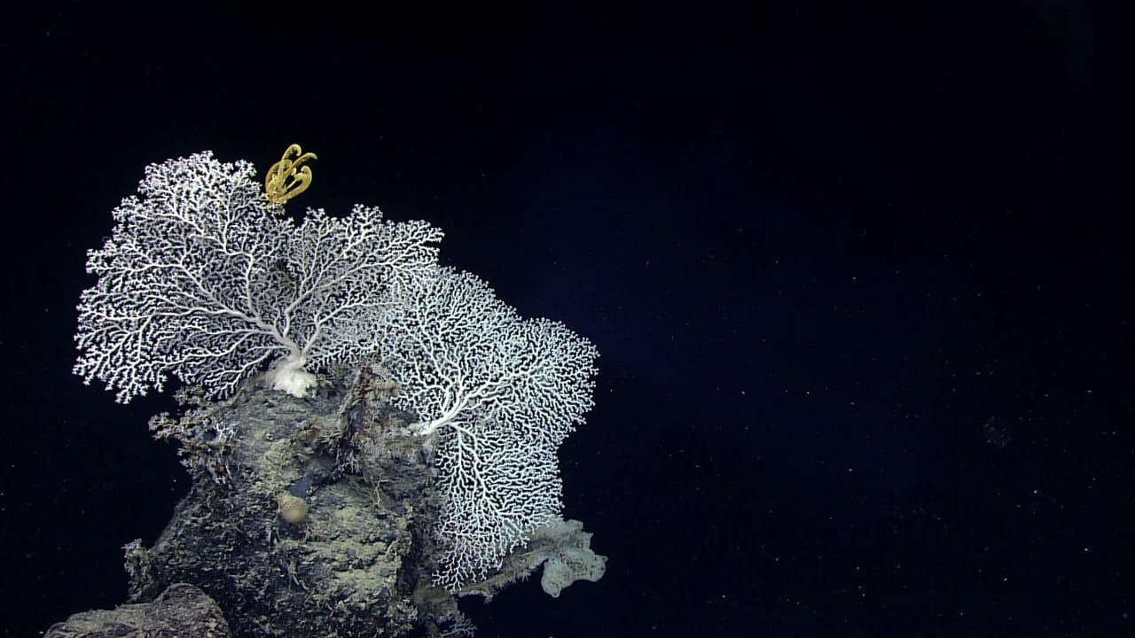 Un crinoide amarillo descansa en un coral precioso (
<i>Corallium niobe</i>).