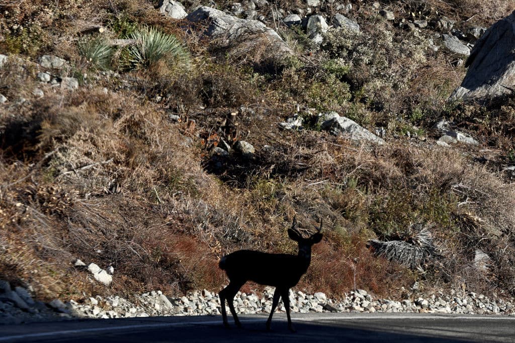No solo el terreno está bajo recuperación, sino que la fauna también se ajusta a los cambios que impuso 
<b><a href="https://www.univision.com/local/los-angeles-kmex/incendio-bridge-crece-rapidamente-llamas-devoran-casas-provocan-evacuaciones-fuego-consumido-miles-acres-fotos" target="_blank">el dañino incendio Bridge</a></b>.