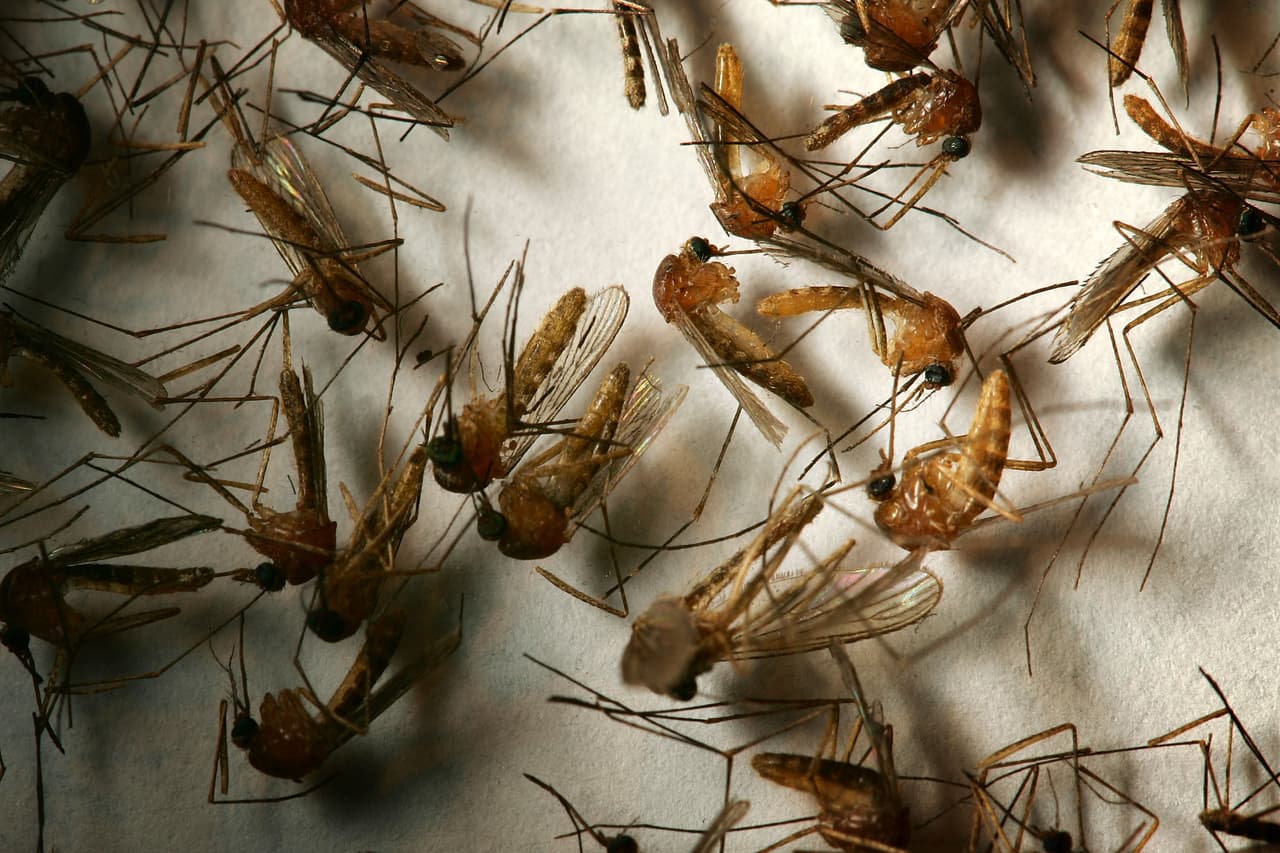 “Este virus, transmitido por mosquitos, es la principal causa de enfermedades transmitidas por zancudos en la parte continental de Estados Unidos. 
<b>No existen vacunas para prevenir ni medicamentos para tratar el NWV en las personas”</b>, dijo el doctor Muntu Davis, del Departamento de salud de Los Ángeles.