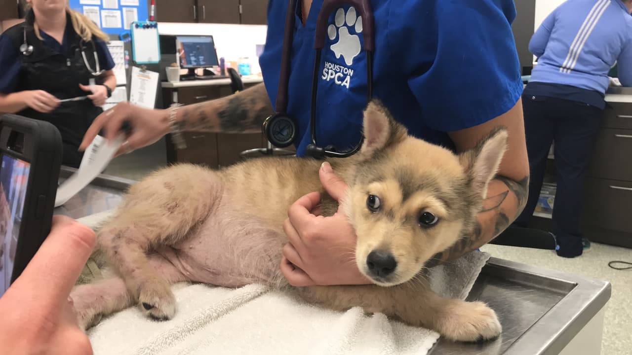 La cachorra sufrió de de una fractura en la pierna y también será tratado de otros problemas médicos, según dijo Houston SPCA en un comunicado.