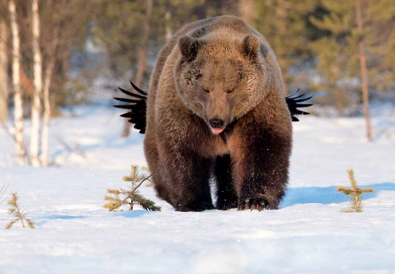 Un oso con alas negras o un ave que no tiene idea de a quién molesta. 
<b>Esa Ringbom / CWPA / Barcroft</b>