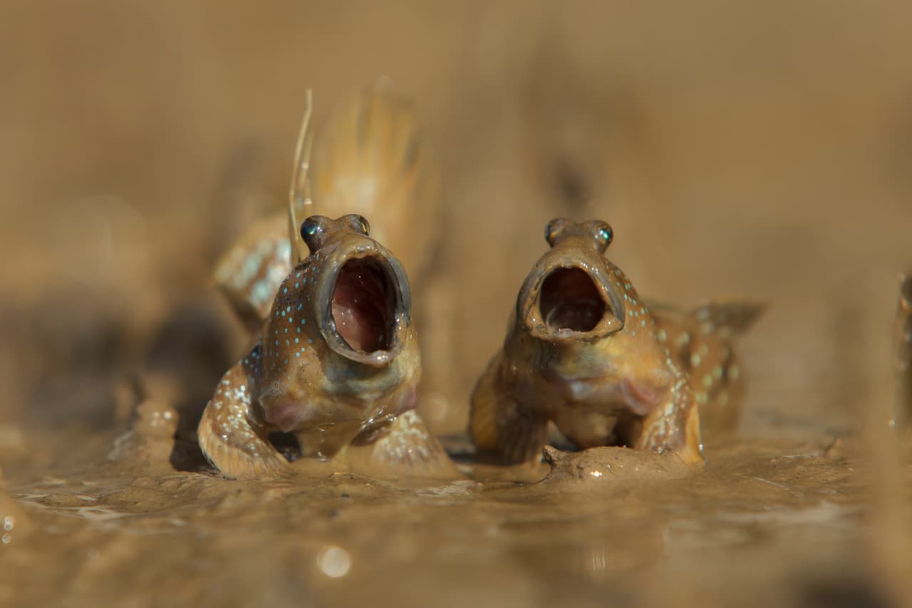 Dos peces parecen 'cantar' a dúo desde la fangosa arena en Krabi, Tailandia. 
<b>Daniel Trim / CWPA / Barcroft</b>