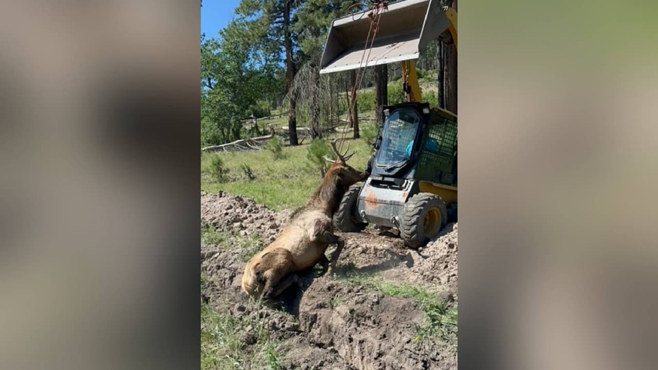 Primero se intentó cavar otro hoyo cercano para liberarlo, pero el alce se movía demasiado y comenzaba a cansarse, por lo que se pidió ayuda a un vecino del áreas.