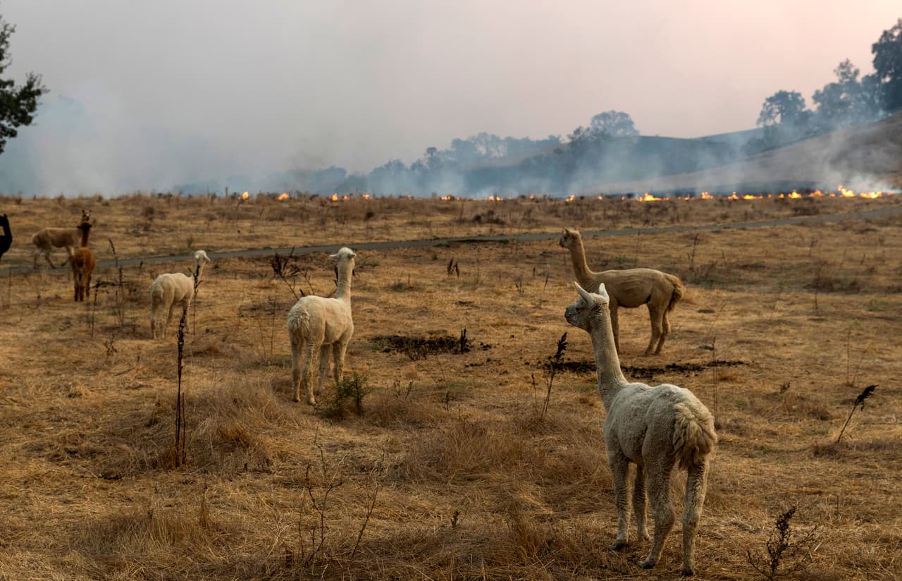 El incendio Kincade ha devorado 
<a href="https://www.univision.com/local/san-francisco-kdtv/un-ejercito-de-5-000-bomberos-le-gana-terreno-al-incendio-kincade-y-duplica-su-control-a-30-en-las-ultimas-horas" target="_blank">76,825 acres de vegetación y 206 estructuras</a>, entre ellas 94 viviendas, en la región de viñedos del condado de Sonoma.