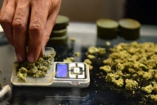Realizan primer seminario de licencia ocupacional de cannabis medicinal en Mayagüez