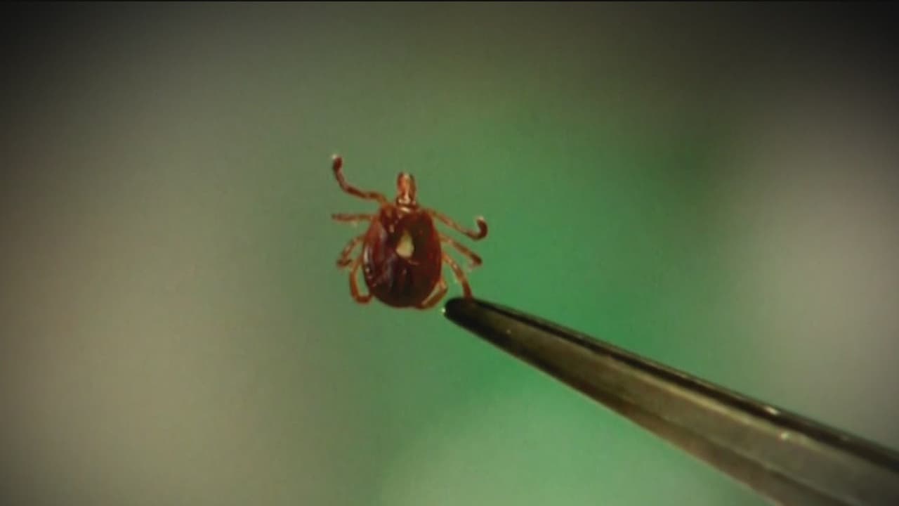 Cuidado con las garrapatas, son una amenaza silenciosa para tu salud y acá te contamos por qué