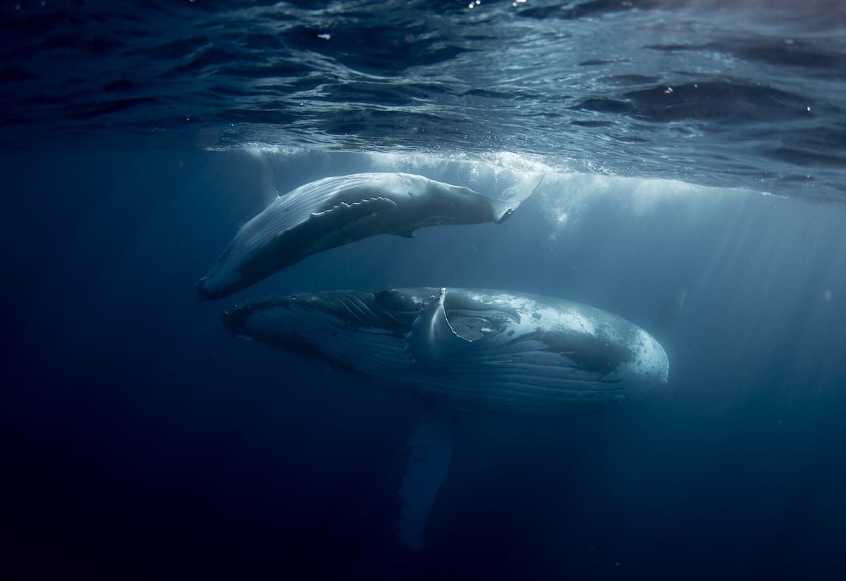 Para los organizadores de 
<i>Prints for Nature</i> esta ha sido una oportunidad para recopilar algunas de las fotografías más inspiradoras que existen y apoyar un tremendo trabajo de conservación. En la fotografía, una 
<a href="https://www.instagram.com/mishkusk/"><u>ballena jorobada</u></a> y su cría nadando en Tonga Vava'u, en el Pacífico sur. 
<br>