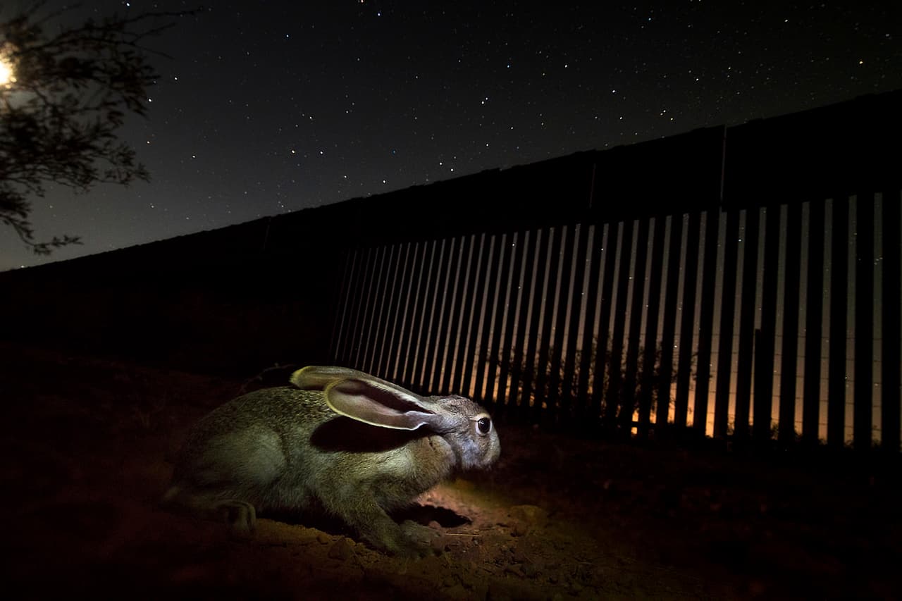 Una liebre. “Tuve que buscar lugares para dejar las cámaras donde no las encontraran ni los migrantes, ni la patrulla fronteriza ni los carteles. Pero además, con la esperanza de que los animales pasaran frente a ellas”.