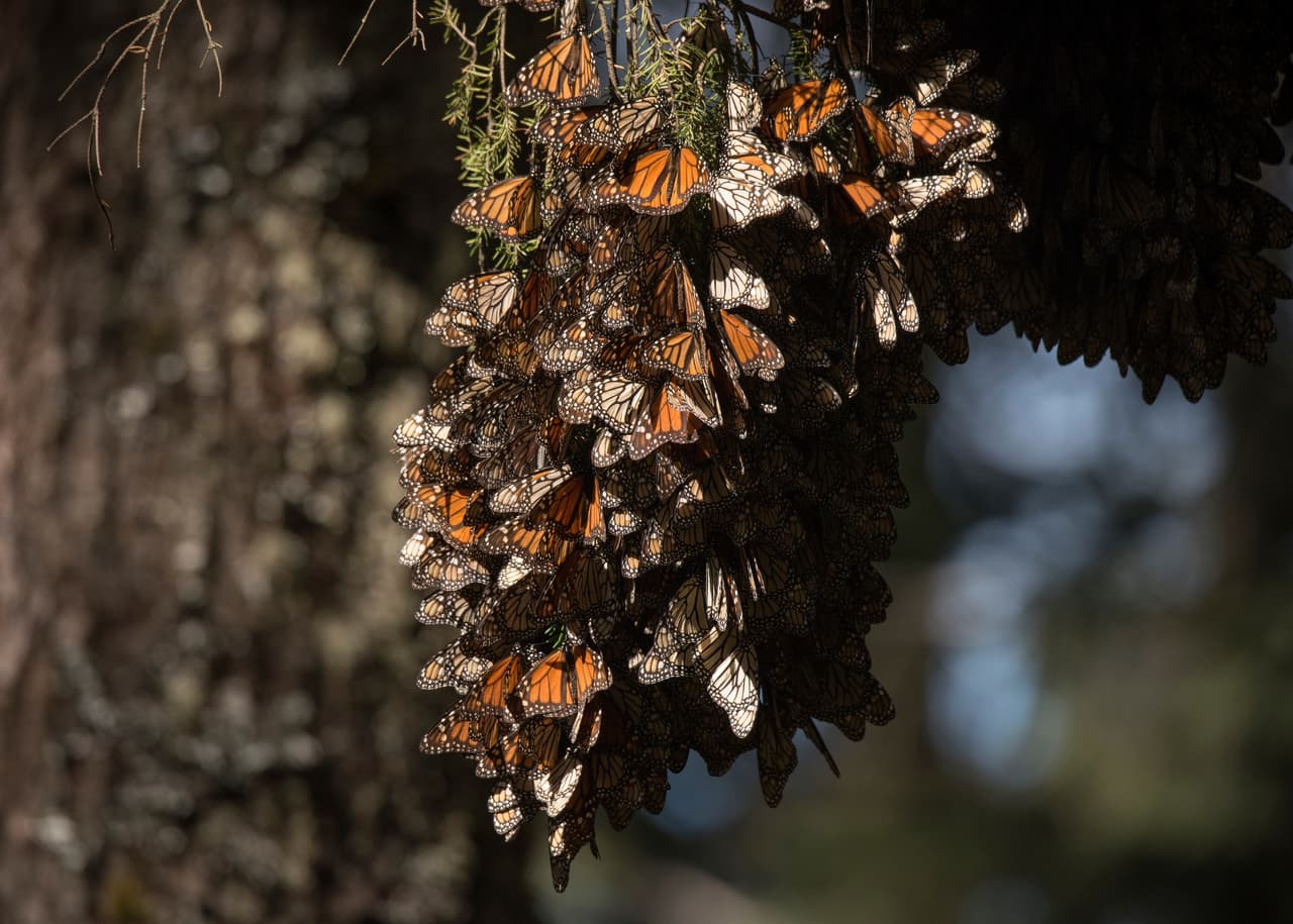 A futuro, el muro transfronterizo que la administración Trump quiere eregir, podría impactar tambien negativamente a las mariposas monarca