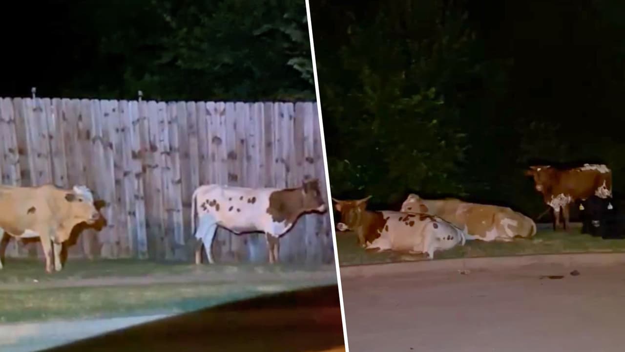 ¿De quién son las vacas? Vecina capta a vacas que invadieron su patio en Grand Prairie, Texas