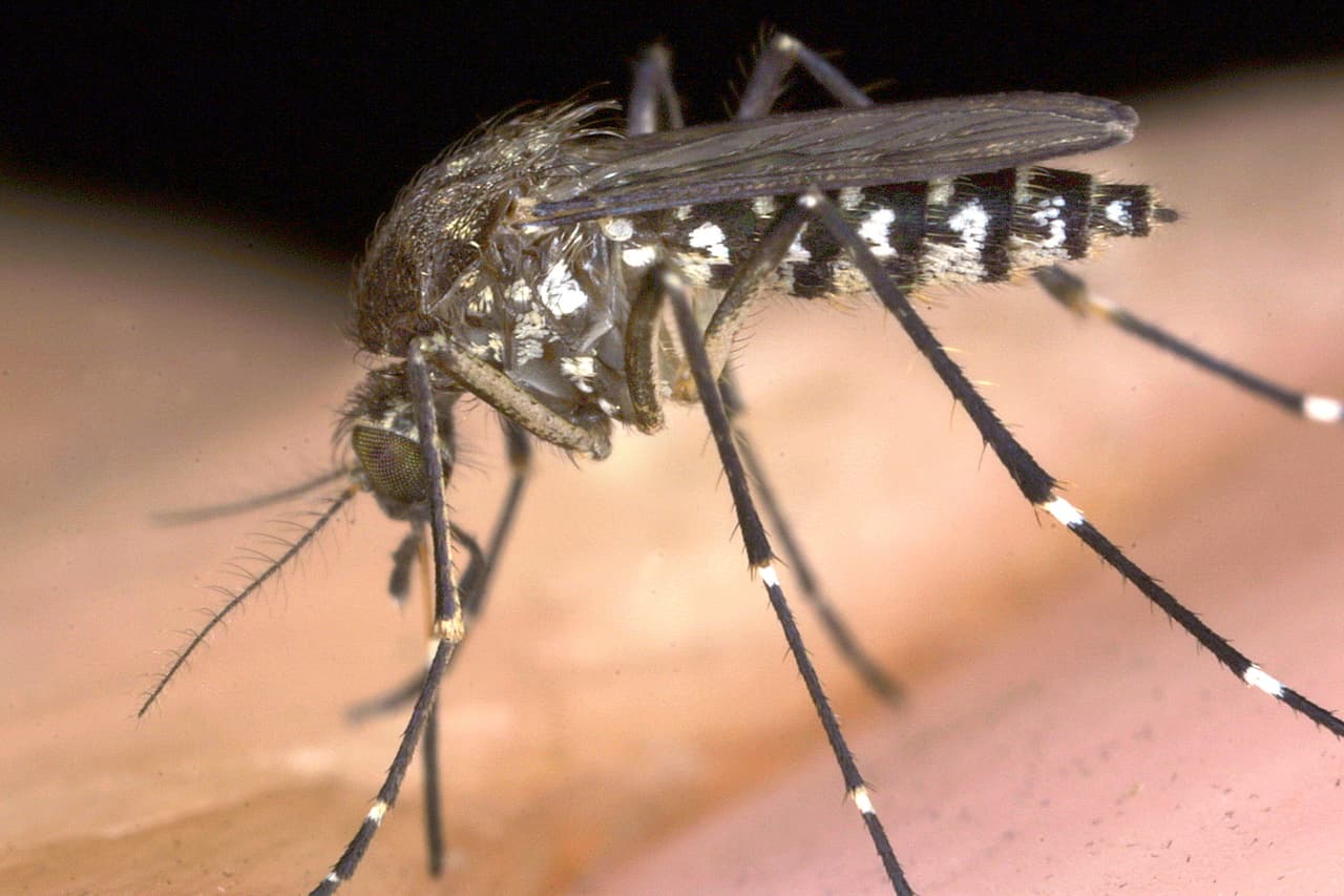 <b>¿Se puede transmitir el covid-19 a través de picadura de mosquitos?</b>
<br>Hasta el momento no hay información y tampoco pruebas que aseguren que el coronavirus se transmita por medio de mosquitos.