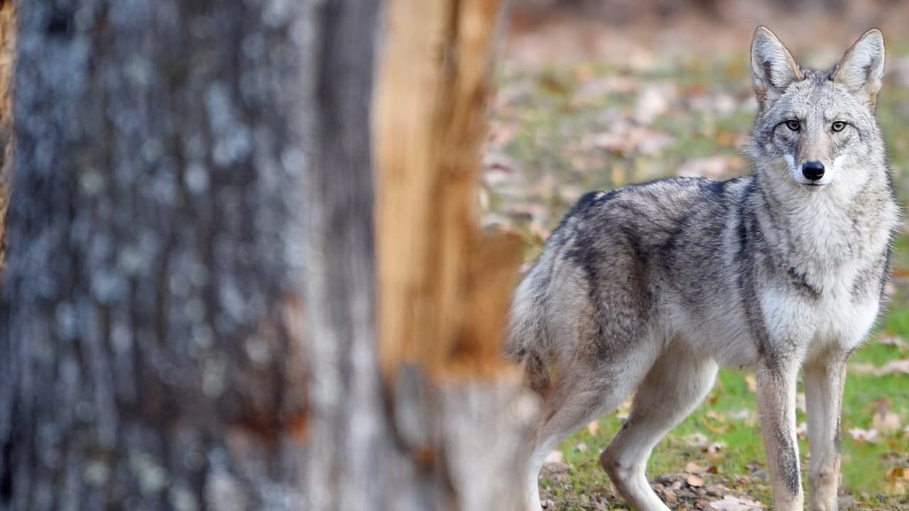 Además, el servicio de animales pone a la disposición recursos disponibles para 
<b><a href="https://www.galvestontx.gov/DocumentCenter/View/12159/b07ba1_3b5d6c3a24804cc8bca2ab8b78c90189?bidId=" target="_blank">encuentros con los coyotes</a></b>. 
<br>