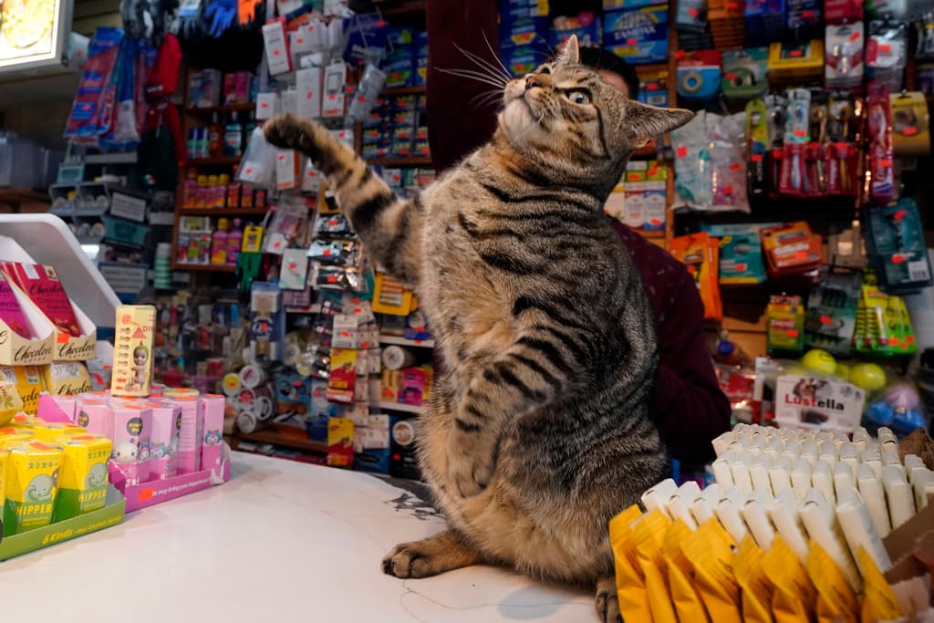Los dueños de bodegas reportan múltiples beneficios por la presencia de felinos en sus establecimientos. Elias se detiene brevemente en la caja de Stars Deli, en el barrio de Williamsburg, en Brooklyn, Nueva York.
