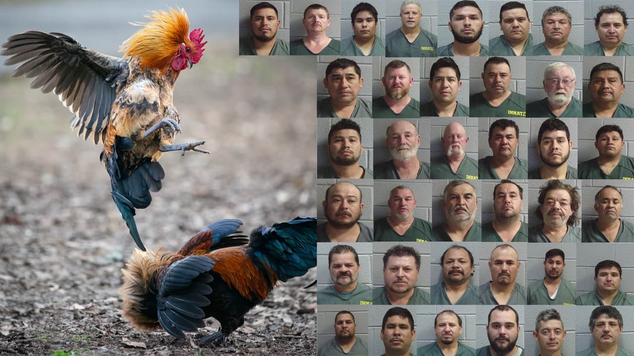 Encuentra más información sobre el operativo, 
<b><a href="https://www.univision.com/local/atlanta-wuvg/operacion-en-pelea-de-gallos-en-georgia-termina-con-38-detenidos-la-mayoria-hispanos" target="_blank">aquí</a></b>.