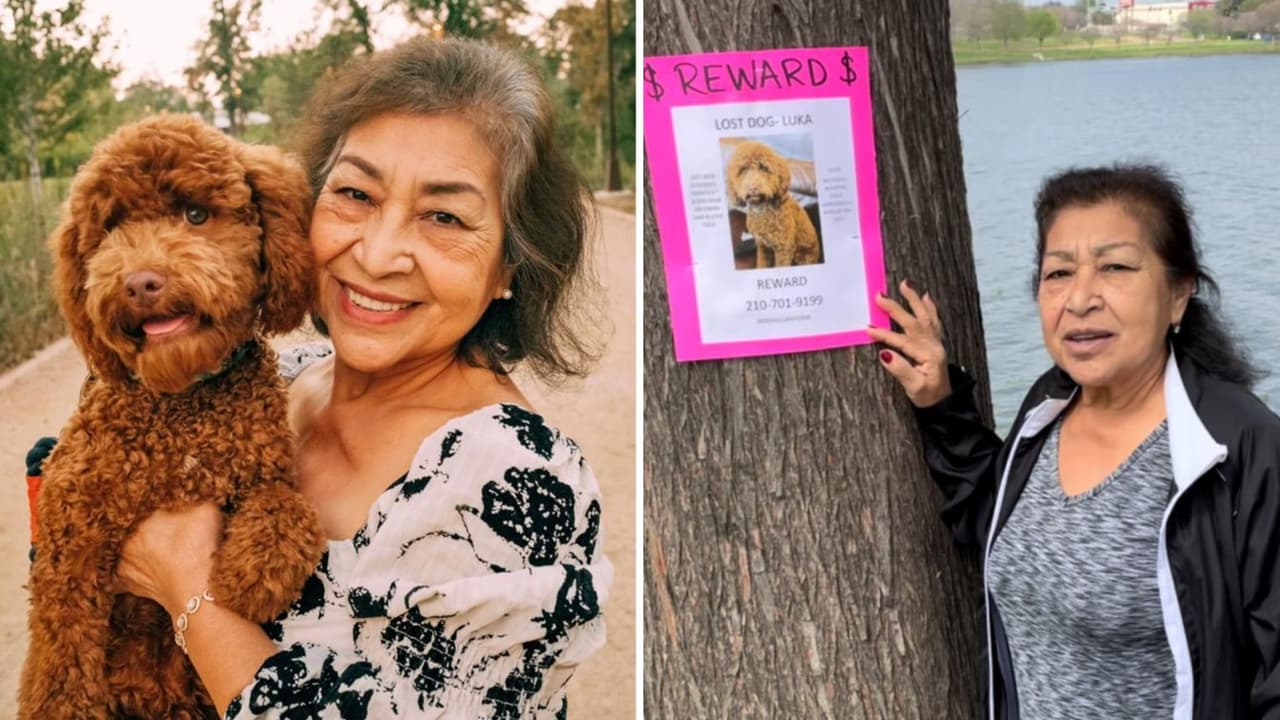 "Él me sacó de la depresión": mujer busca a su perrito de compañía desaparecido en el área de Dallas Love Field