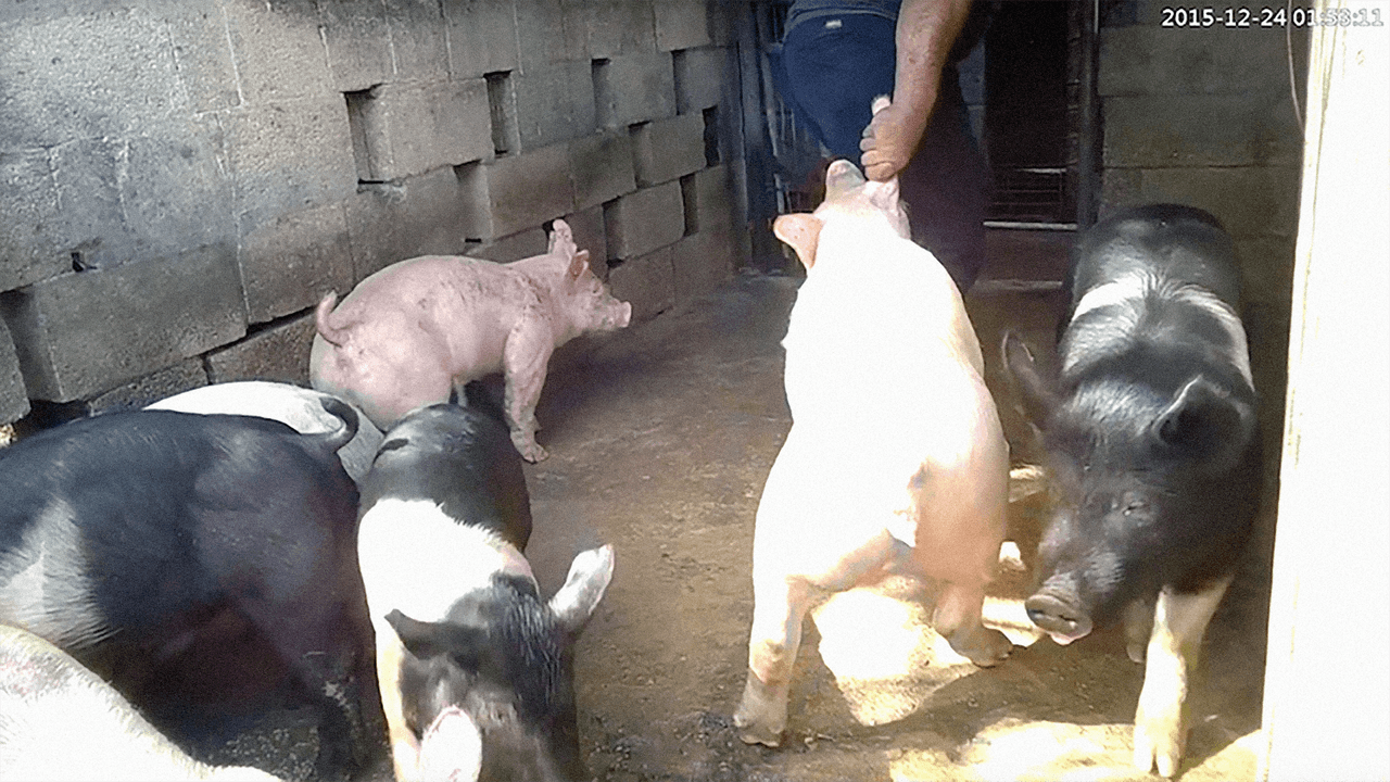 Los investigadores documentaron que los animales están muy descuidados, desnutridos y muestran posibles signos de infecciones y enfermedades. Tras múltiples visitas, los investigadores documentaron la ausencia de agua fresca y alimentos.