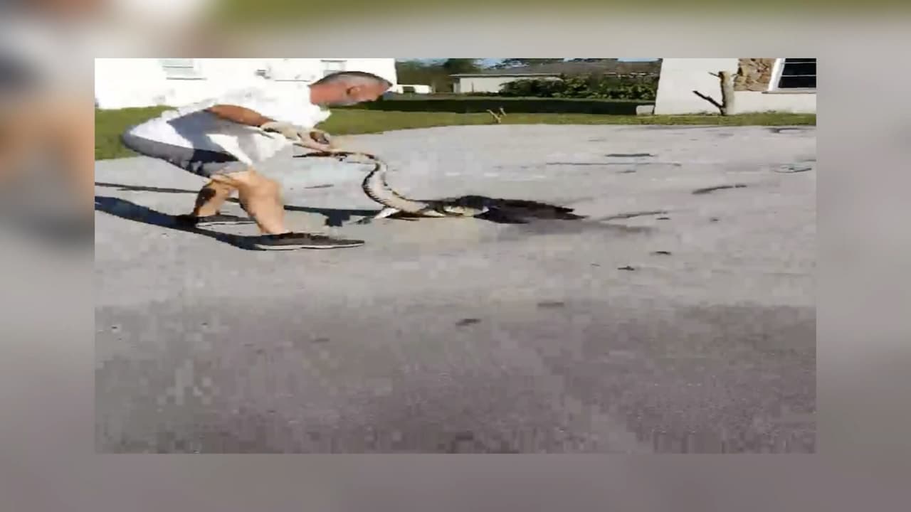 Una mujer de Florida se encontró con un enorme cocodrilo en su casa, que la atemorizó. 
<br>