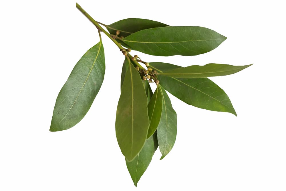 Otros curiosos usos de la hoja del laurel es que se pueden escribir deseos en sus hojas, quemándolas después para que se hagan realidad. Además, si se sostiene en la boca una hoja de laurel ahuyenta la mala suerte que la persona esté teniendo en ese momento.
