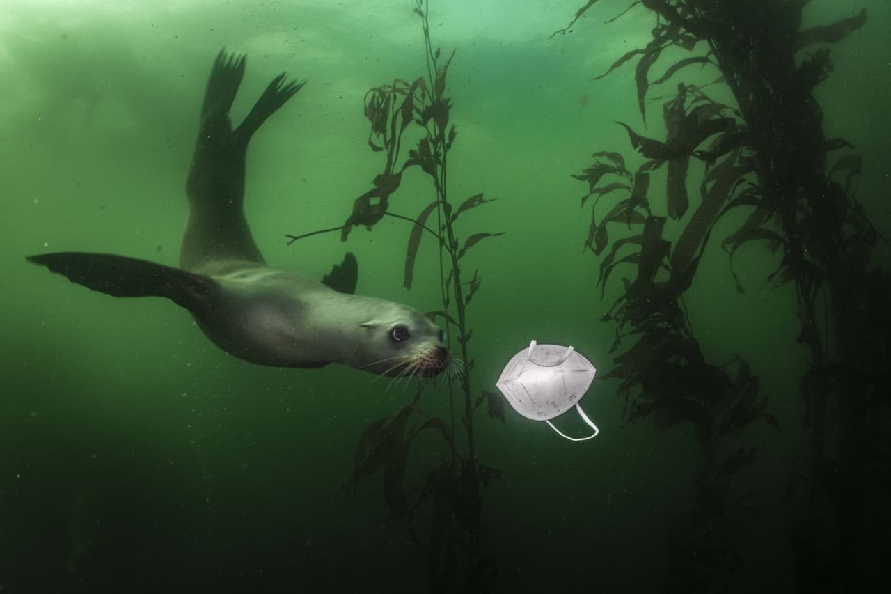 <b>‘Una señal de las mareas’</b>
<br>
<br>Esta fotografía es considerada una ‘obra de arte notable’ en la categoría ‘covid-19’. “Un curioso león marino juega con una máscara KN95 en Monterey, California. Estos animales son animales notoriamente juguetones y curiosos”, explicó el concurso.