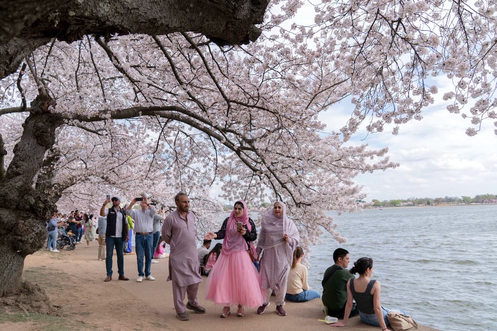 Admirar la naturaleza en su esplendor unió a miles de personas, de diversas nacionalidades y culturas, en Tidal Basin y en recorridos a través del East Potomac Park.