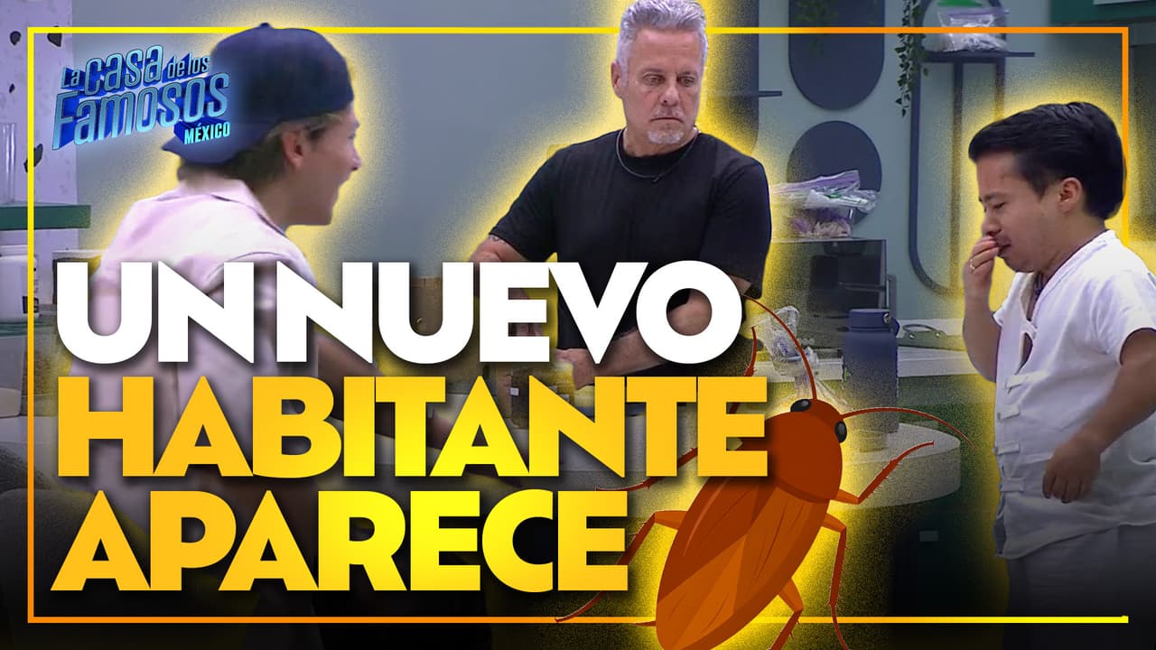 Una CUCARACHA aparece de la nada en la cocina de La Casa