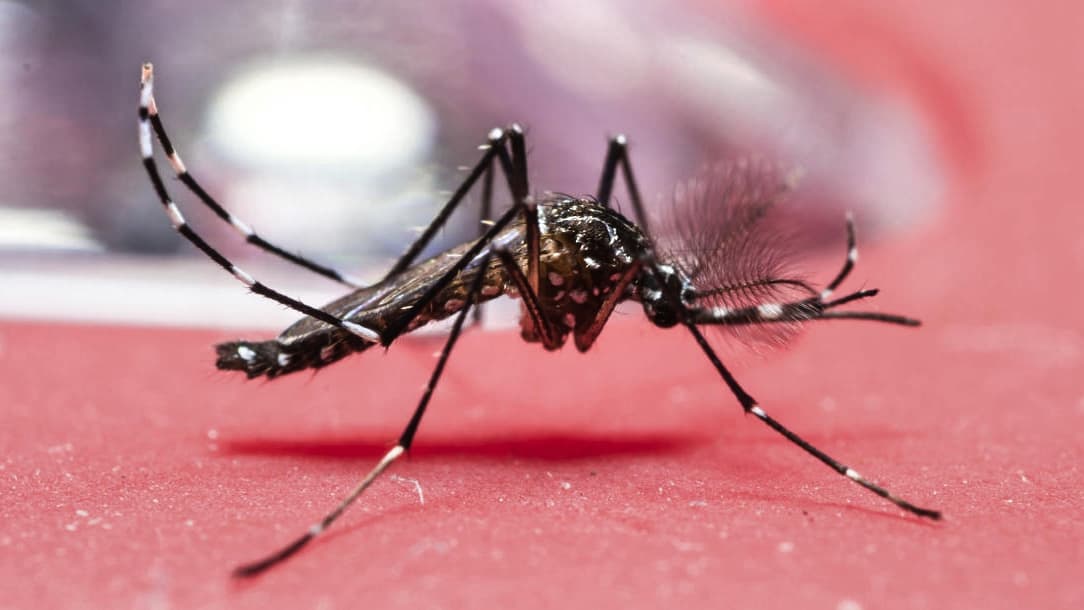 Detectan en Long Beach el mosquito que transmite el Zika y otros virus peligrosos