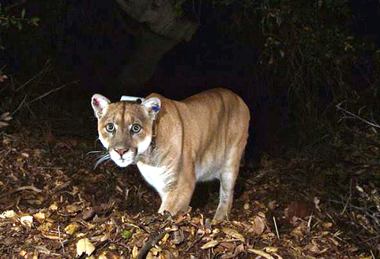 El proyecto responde a dos décadas de estudios realizados por el National Park Service que revelaron la necesidad de crear una conexión vital para los pumas que están en peligro de desaparecer de las Montañas de Santa Mónica, Simi Hills y las Montañas de Santa Susana al norte y el sur.