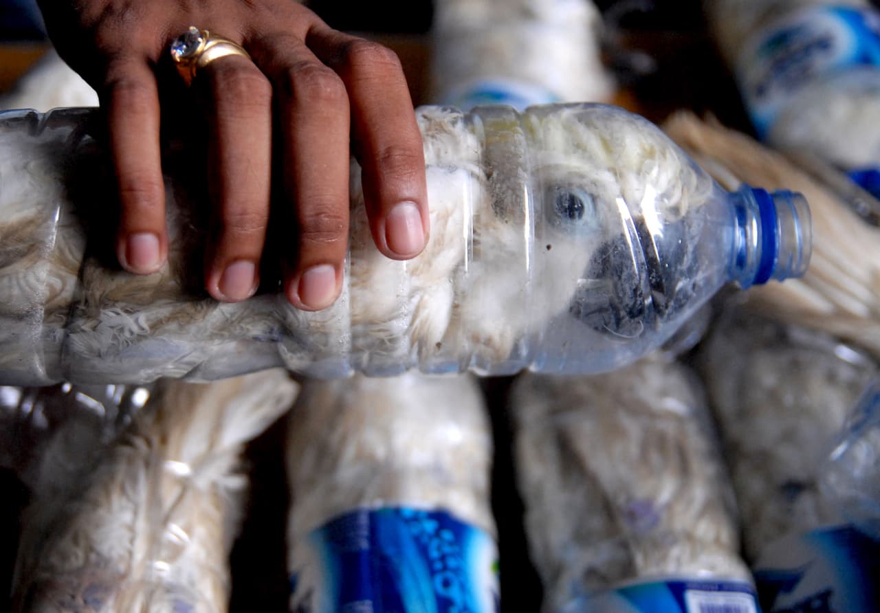 22 cacatúas sulfúreas fueron decomisadas en la aduana del puerto de Tanjung Perak en Indonesia. El traficante transportaba a estas especies en peligro de extinción metidas en botellas de agua.