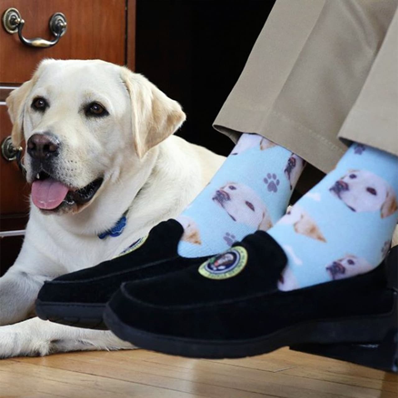 "Mi mejor amigo ha recibido unos tremendos calcetines. Soy más que fanático", comenta en Instagram la cuenta del perro de servicio de Bush, Sully, quien en estos días se hizo famoso por 
<b><a href="https://www.univision.com/noticias/animales/sully-el-perro-de-servicio-de-george-bush-lo-acompana-hasta-el-ultimo-momento" target="_blank">una foto en la que lo mostraba acostado frente al féretro de su dueño</a></b>. Crédito: Instagram 
<a href="https://www.instagram.com/sullyhwbush/?hl=en" target="_blank">sullyhwbush</a>