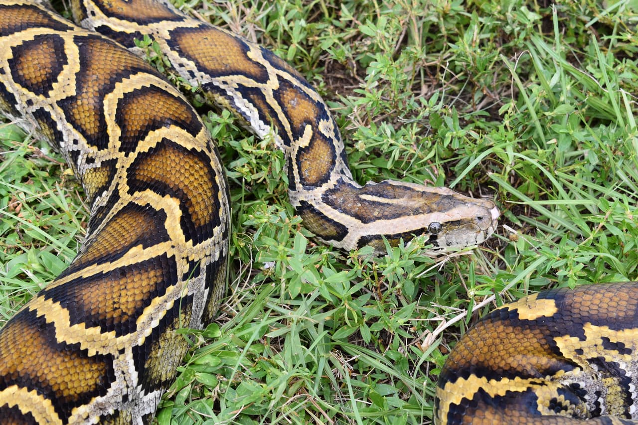 Expertos consideran que alguien trajo a Florida desde Asia a una pitón birmana en los años 70 y la especie encontró un lugar para reproducirse.