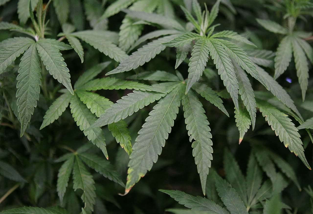 La medida consiste en una 
<a href="https://www.texas.gov/es/servicios-de-salud/marihuana-medicinal-en-texas/#:~:text=El%20programa%20de%20uso%20compasivo%20(CUP)%20de%20Texas%20les%20permite,THC)%20bajo%20para%20fines%20m%C3%A9dicos.&text=El%20uso%20m%C3%A9dico%20de%20estas,dosis%20recetada%20de%20THC%20bajo." target="_blank">expansión del programa de "Uso Compasivo de Texas"</a>, que permite a las personas con afecciones como la epilepsia y el autismo acceder a la marihuana medicinal.
<br>
<br>El programa de uso compasivo (CUP) de Texas les permite a determinados médicos recetar cannabis con tetrahidrocannabinol (THC) bajo para fines médicos.