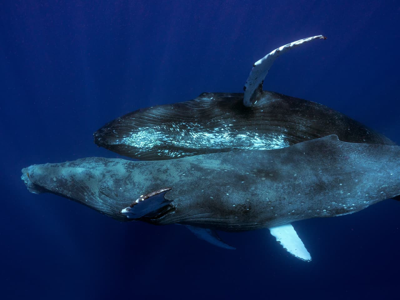 Fotografías de Lyle Krannichfeld y Brandi Romano de ballenas jorobadas copulando