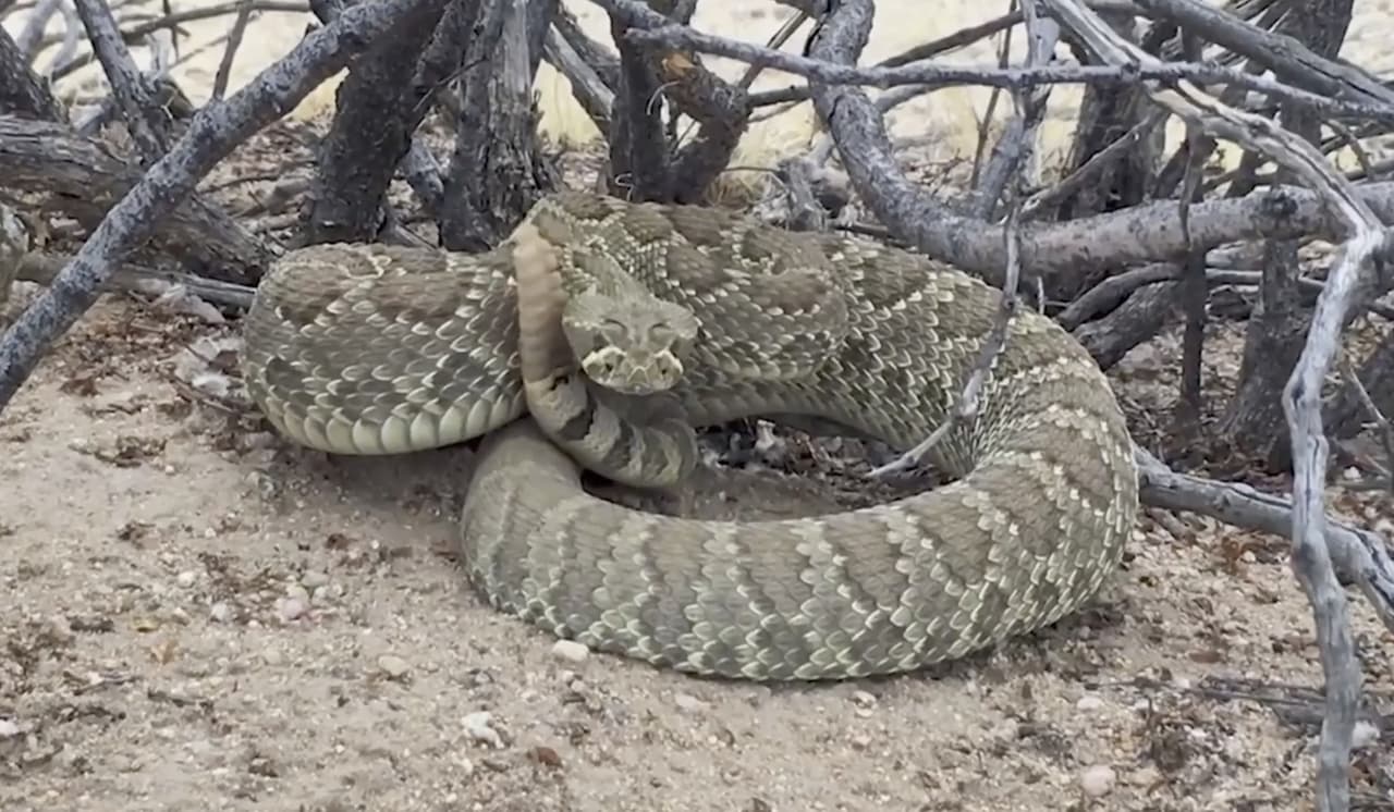Más de 35 especies de estos animales habitan en esta zona, sobre todo en parques y montañas.