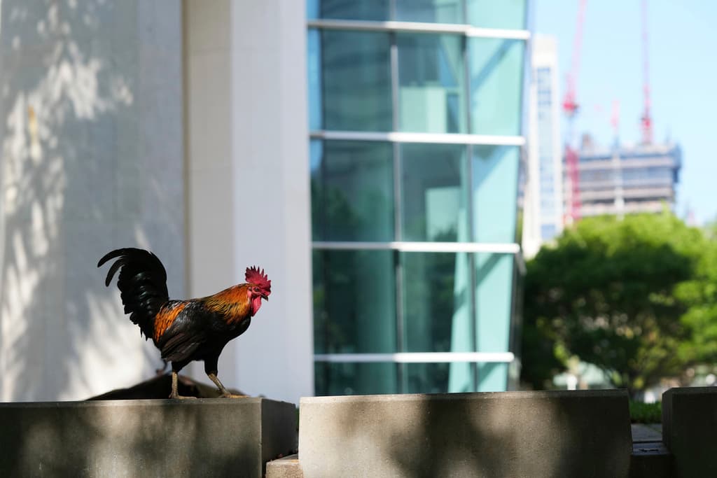 <b>El arte urbano como vehículo de memoria: los gallos de Calle Ocho: </b>Desde 2002, enormes estatuas de gallos de fibra de vidrio adornan la Calle Ocho. Diseñadas por Pedro Damián, estas figuras no solo embellecen el barrio, sino que funcionan como íconos culturales y turísticos. Representan una apropiación simbólica del espacio público a través del arte.
<br>