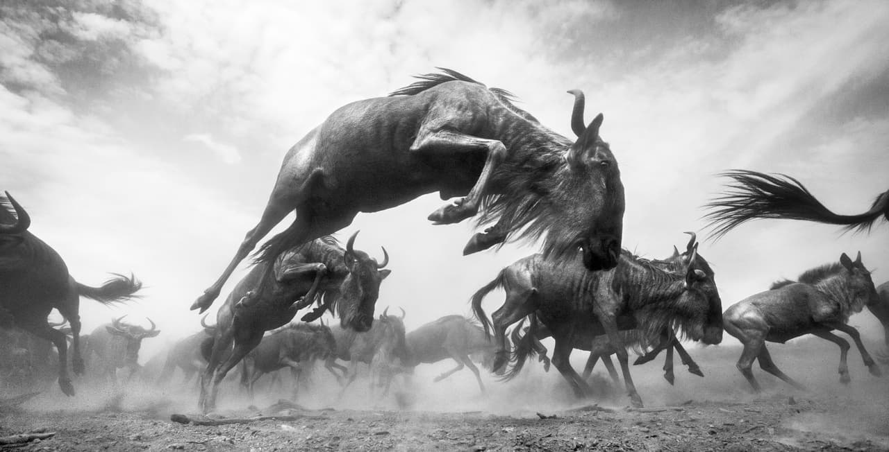 <b>‘Un rebaño de ñus en movimiento’</b>
<br>
<br>“Exaltados por cruzar el río Mara, los ñus saltaban, pateaban y correteaban”, explicó el autor de esta imagen. Fue tomada en la Reserva Nacional Maasai Mara, Kenia y recibió mención de honor en la categoría ‘vida salvaje’.
<br>