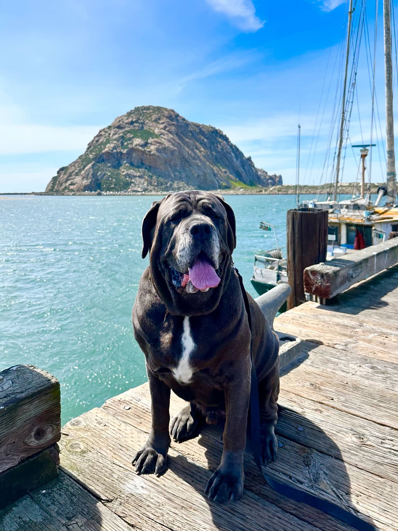 De hecho, si puedes, alquila un vehículo recreativo o una caravana y acampa para disfrutar de los increíbles paisajes que hay a lo largo de Morro Bay. Lo más bonito que 
<b>puedes llevar a tu mascota</b> para que pasen momentos inolvidables, muchos restaurantes a los alrededores de la bahía permiten el ingreso de sus mascotas.
<br>