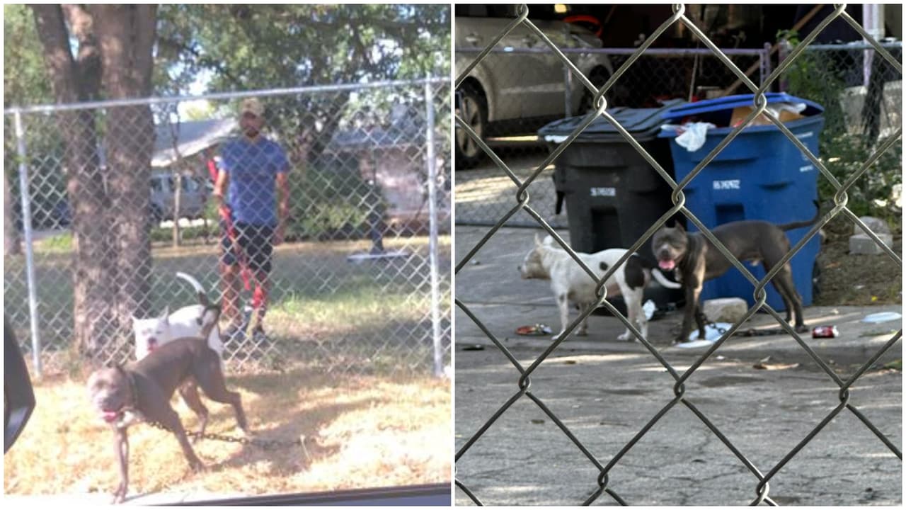 Investigaciones señalan que los animales involucrados en el ataque mortal salieron por un agujero en la cerca de la vivienda, no utilizaban collares ni arneses y se reveló que 
<a href="https://www.univision.com/local/san-antonio-kwex/abilene-schnieder-ramon-najera-ataque-perros-san-antonio-muerte">les daban carne para hacerlos más agresivos. </a>