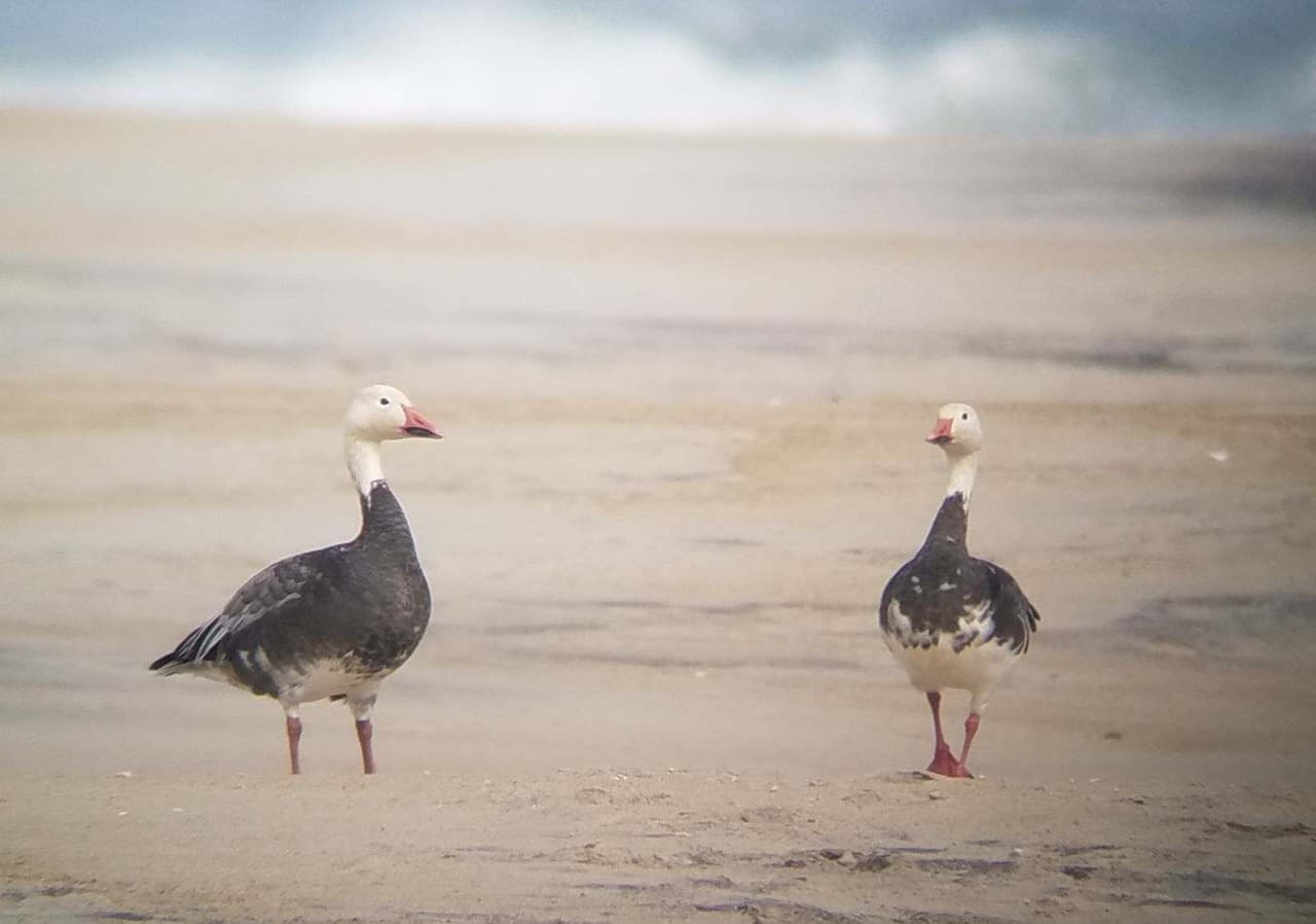 <b>Pea Island National Wildlife Refuge</b>
<br>Sitio web: 
<a href="https://www.fws.gov/refuge/pea-island">https://www.fws.gov/refuge/pea-island</a> 
<br>
<b><a href="https://goo.gl/maps/mf9BbHfU8XPCQpPu7">Cómo llegar</a> </b>
<br>
<br>El Refugio Nacional de Vida Silvestre Pea Island es una pequeña porción de isla barrera en los Outer Banks de Carolina del Norte. Es pequeña en tamaño, pero enorme en popularidad entre la vida silvestre y la gente. Pea Island ofrece a los visitantes la oportunidad de experimentar espectaculares bandadas de patos, cisnes y otras aves acuáticas, y explorar playas y dunas dinámicas. Los visitantes pueden pasar por el Centro de visitantes, caminar por uno de los senderos del refugio, pescar en las olas o relajarse en la playa.