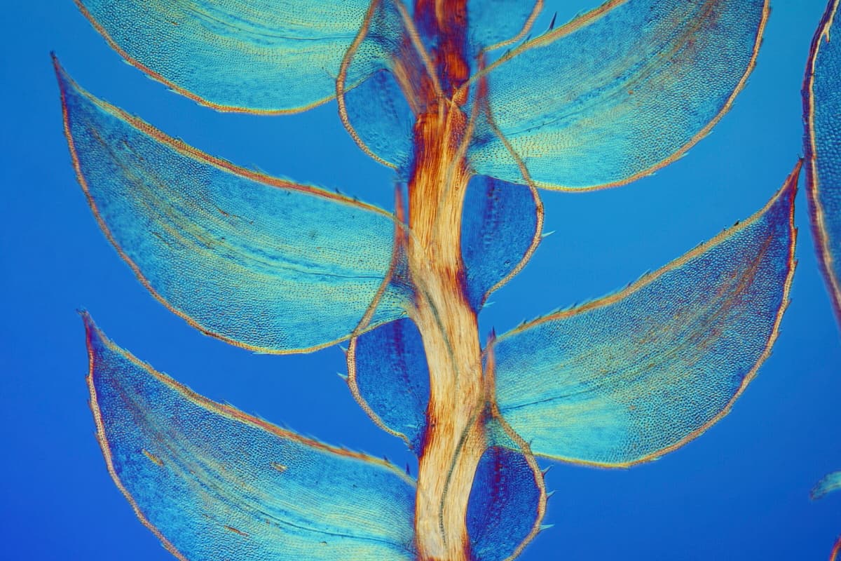 7mo puesto: Hojas de Selaginella, una especie de musgo. Dr. David Maitland (Reino Unido) — Aumento: 40x