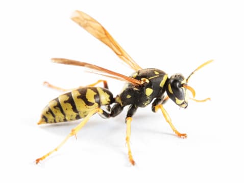 <b>Paper Wasps </b> 
<br>Las ‘avispas de papel’ se encuentran comúnmente en todo Texas y se identifican fácilmente mediante ciertas señales visuales. “Estas avispas son típicamente de 1 pulgada de largo y pueden variar en coloración de naranja rojizo a marrón oscuro, y algunas especies pueden incluso tener marcas amarillas en su cuerpo. Posiblemente uno de los métodos más fáciles de identificación es su forma de nido”, según indica Texas Bee Inspection en su página web.