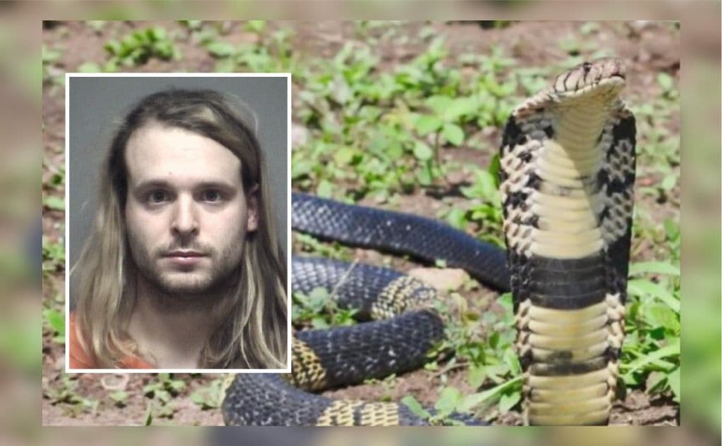 Esto es sólo para recordar, que la serpiente cobra venenosa perdida en Grand Prairie en agosto del 2021, no ha sido localizada, mientras que su dueño Lawrence Malt, fue arrestado y luego puesto en libertad. Si quieres saber más de esta historia da 
<a href="https://www.univision.com/local/dallas-kuvn/arrestan-dueno-serpiente-cobra-venenosa-perdida-grand-prairie-lawrence-malt?cache" target="_blank">clic en este enlace.</a>