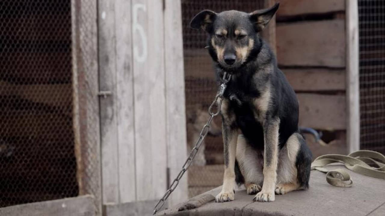 Ordenanza prohíbe encadenar mascotas al exterior en días de calor excesivo en Phoenix