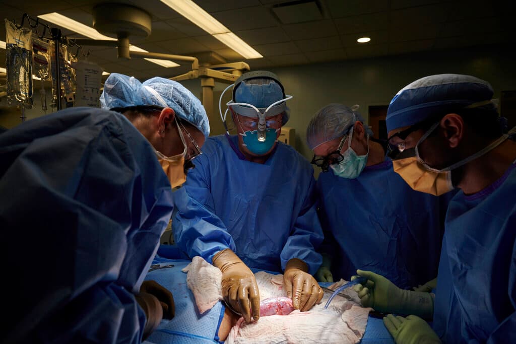 Avance médico: unen temporalmente el riñón de un cerdo a un cuerpo humano... y funciona