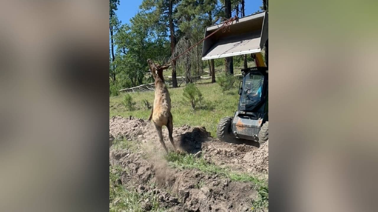 El hombre prestó su maquinaria Bobcat con la cual pudieron atar al animal silvestre alrededor de sus astas y crear una palanca para lentamente liberarlo del agujero.