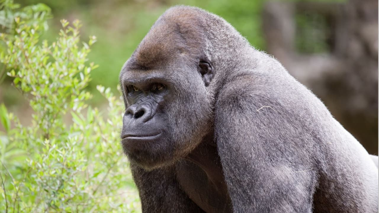Dieciocho de los 20 gorilas del zoológico de Atlanta dan positivo con covid-19