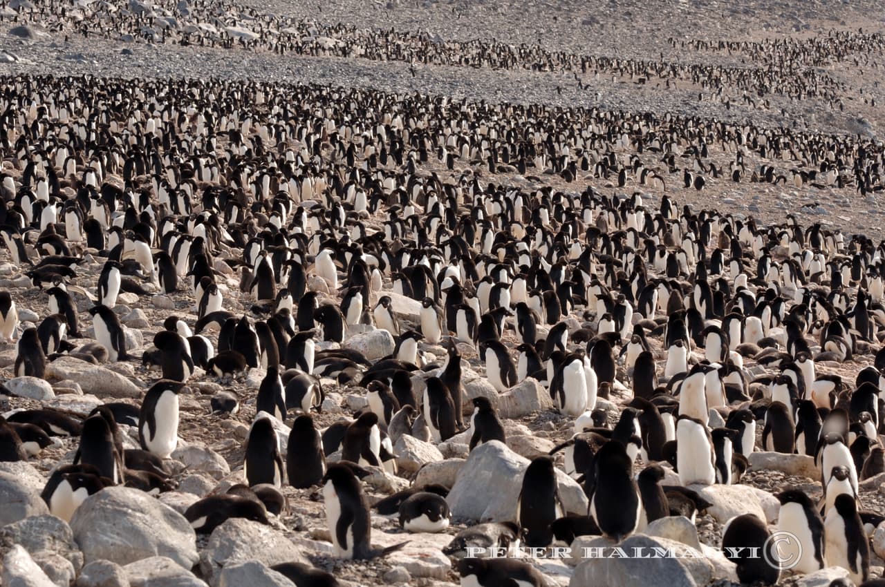 Mientras el pingüino emperador (
<i>Aptenodytes forsteri)</i> es el único que se reproduce allí durante su crudo invierno, el pingüino adelaida (
<i>Pygoscelis adeliae</i>) es el que se reproduce más al sur de este continente que cualquier otro.