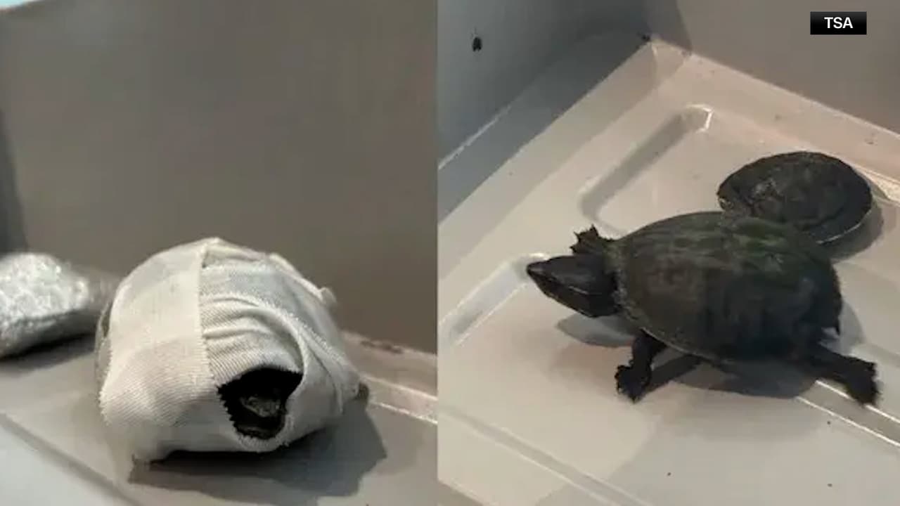 Sorprenden a pasajera con dos tortugas ocultas en su cuerpo en el aeropuerto de Miami